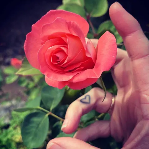 A pink rose held gently between two fingers