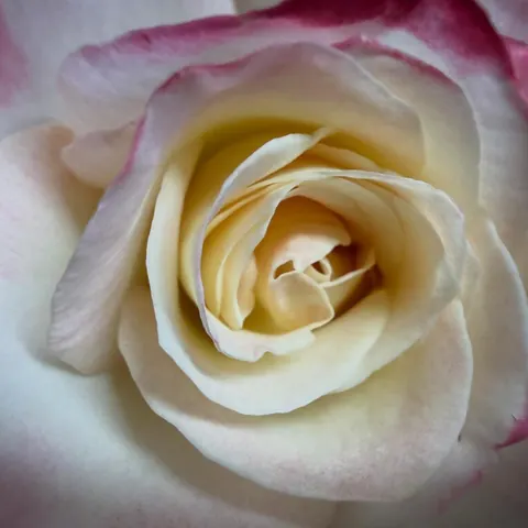 Close view of a cream rose edged in pink
